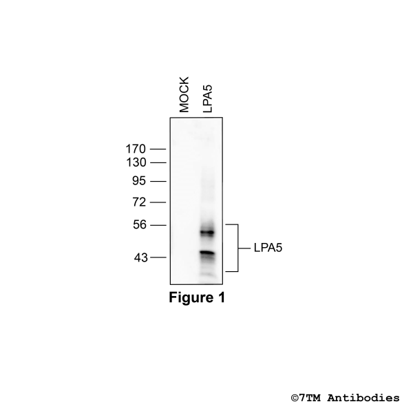 Validation of the Lysophosphatidic Acid Receptor 5 in transfected HEK293 cells.