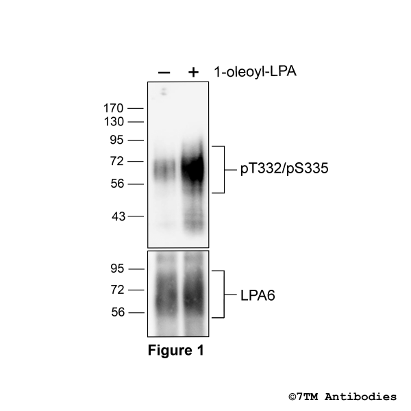 pT332/pS335-LPA6 (phospho-Lysophosphatidic Acid Receptor 6 Antibody)