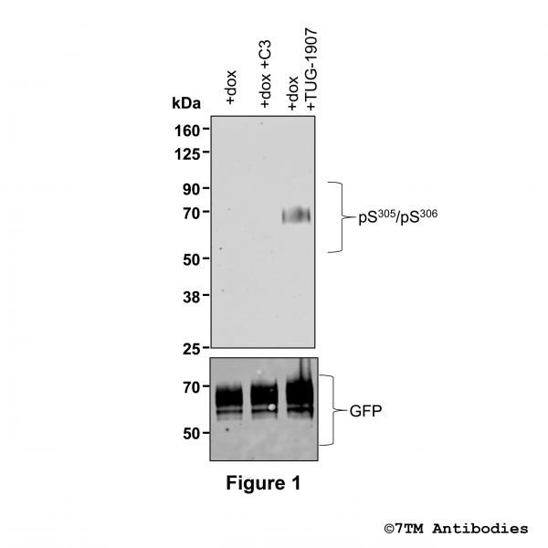 Agonist-induced Serine305/Serine306 phosphorylation of the FFA Receptor 3