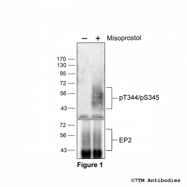 Agonist-induced Threonine344/Serine345 phosphorylation of the EP2 Prostanoid Receptor