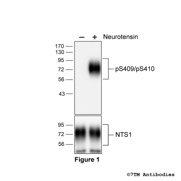 Agonist-induced Serine409/Serine410 phosphorylation of the Neurotensin Receptor 1