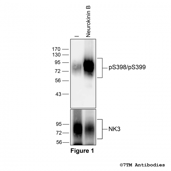 Agonist-induced Serine398/Serine399 phosphorylation of the NK 3 Recept