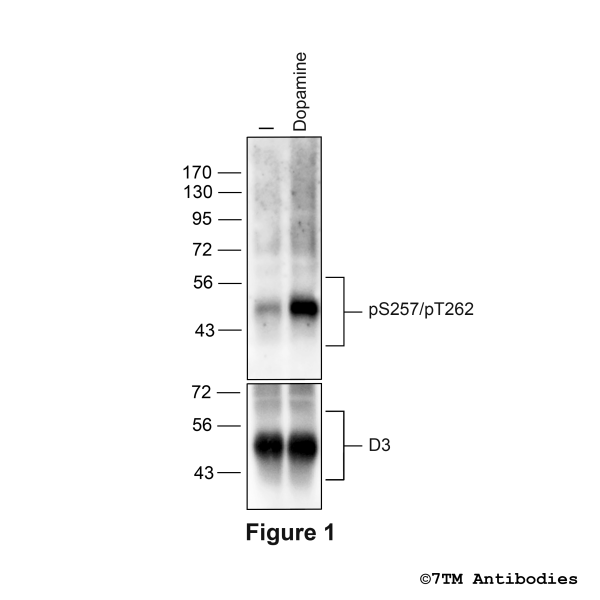 Agonist-induced Serine257/Threonine262 phosphorylation of the D3 Dopamine Receptor