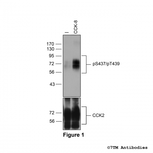 pS437/pT439-CCK2 (phospho-Cholecystokinin Receptor 2 Antibody)