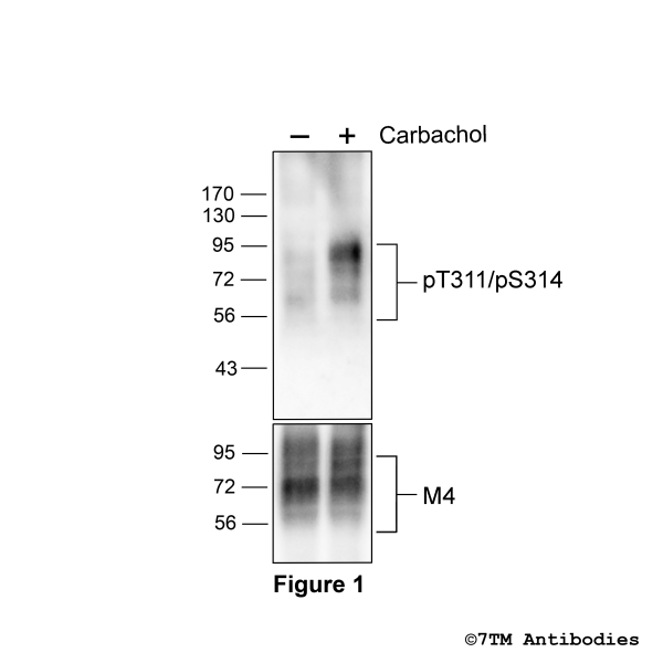 Agonist-induced Threonine311/Serine314 phosphorylation of the M4 Muscarinic Acetylcholine Receptor