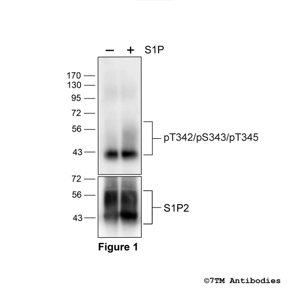 pT342/pS343/pT345-S1P2 (phospho-Sphingosine 1-Phosphate Receptor 2 Antibody)