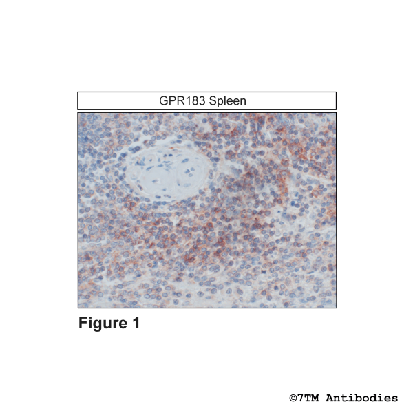  Immunohistochemical identification of GPR183 Receptor in human spleen