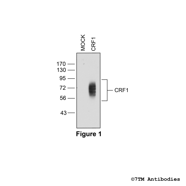Validation of the Corticotropin-Releasing Factor Receptor 1 in transfected HEK293 cells
