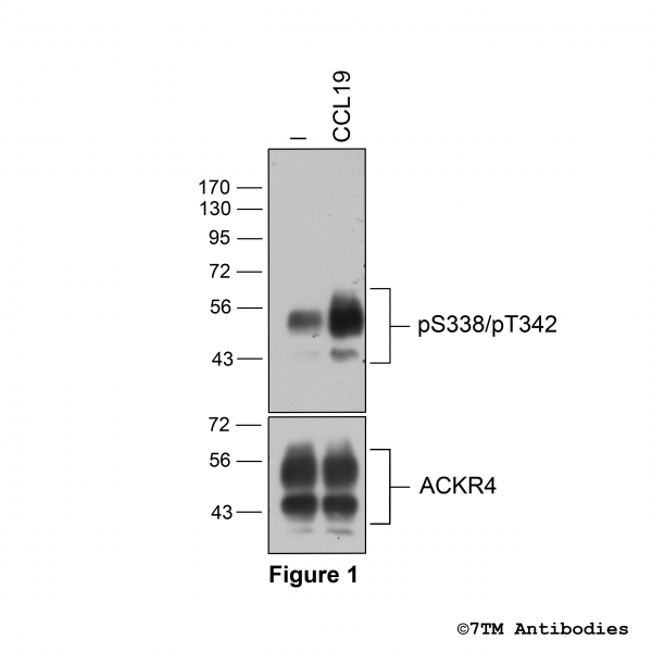 Agonist-induced Serine338/Threonine342 phosphorylation of the Atypical Chemokine Receptor 4
