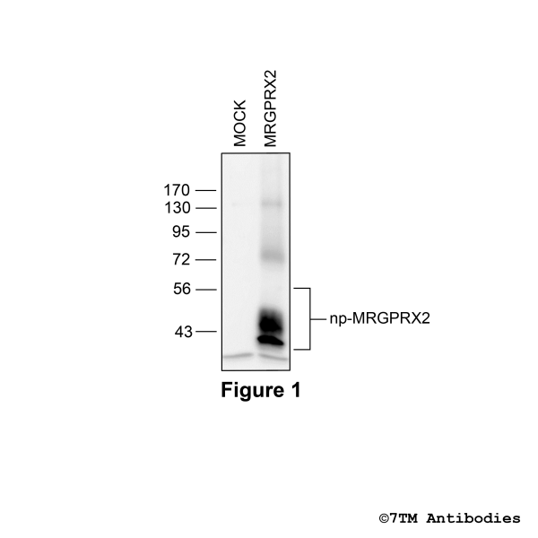 Validation of the MRGPRX2 Receptor in transfected HEK293 cells
