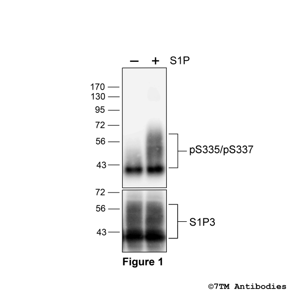Agonist-induced Serine335/Serine337 phosphorylation of the Sphingosine 1-Phosphate Receptor 3