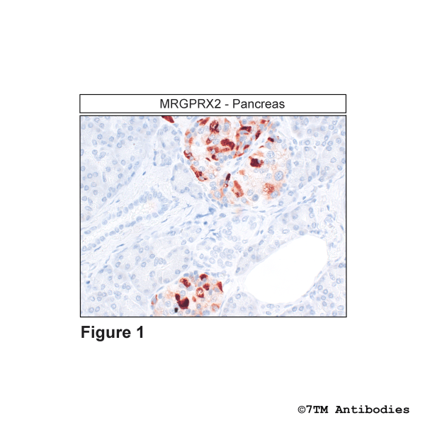 Immunohistochemical identification of MRGPRX2 Receptor in Pancreas