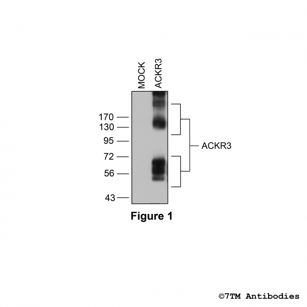 Validation of the Atypical Chemokine Receptor 3/CXC Chemokine Receptor 7 in transfected HEK293 cells.