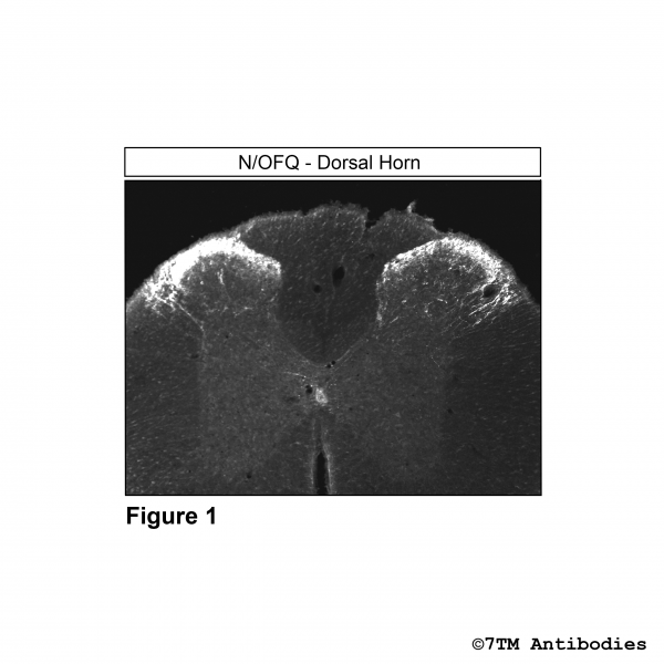 Immunohistochemical identification of Nociceptin/Orphanin FQ in mouse dorsal horn
