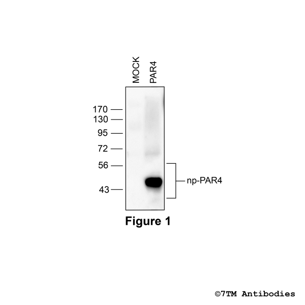 Validation of the Proteinase-Activated Receptor 4 in transfected HEK293 cells