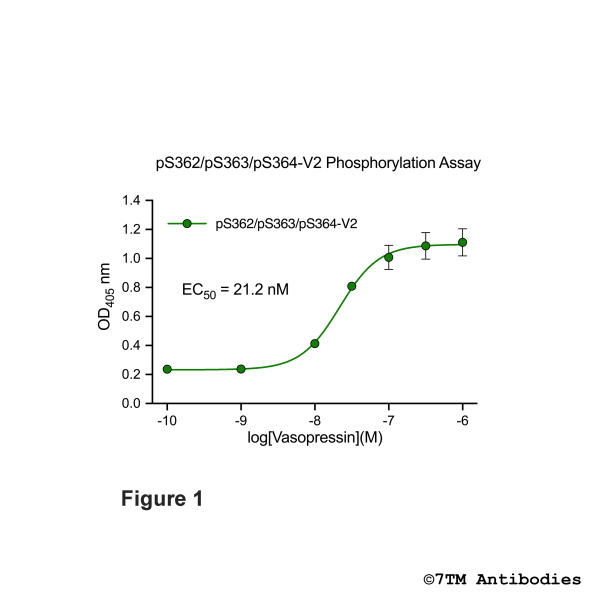 OD signals in pS362/pS363/pS364-V2 Phosphorylation Assay