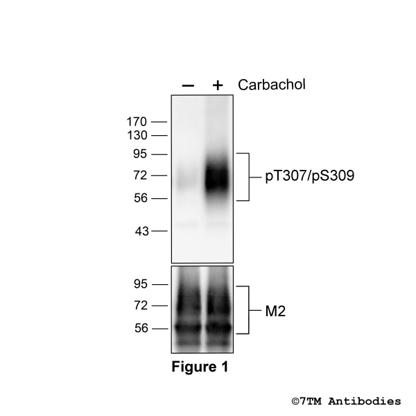 Agonist-induced Threonine307/Serine309 phosphorylation of the M2 Muscarinic Acetylcholine Receptor