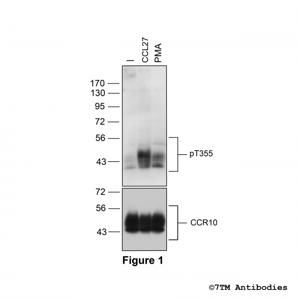 Agonist-induced Threonine355 phosphorylation of the Chemokine Receptor 10
