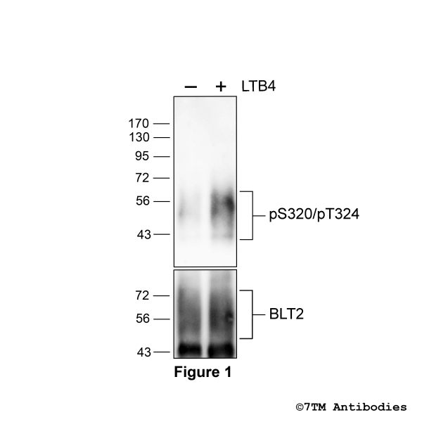 Agonist-induced Serine320/Threonine324 phosphorylation of the Leukotriene Receptor BLT2.