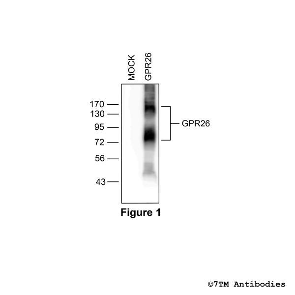 Validation of the GPR26 Receptor in transfected HEK293 cells