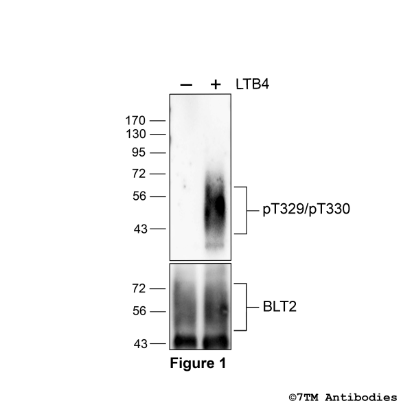pT329/pT330-BLT2 (phospho-Leukotriene Receptor BLT2 Antibody)