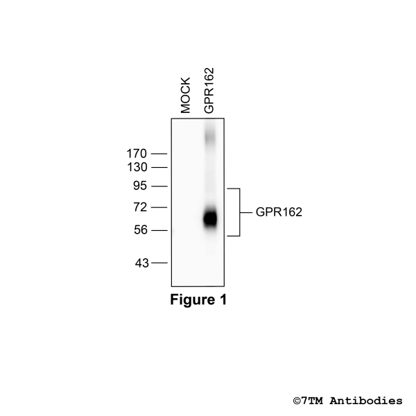 Validation of the GPR162 Receptor in transfected HEK293 cells.