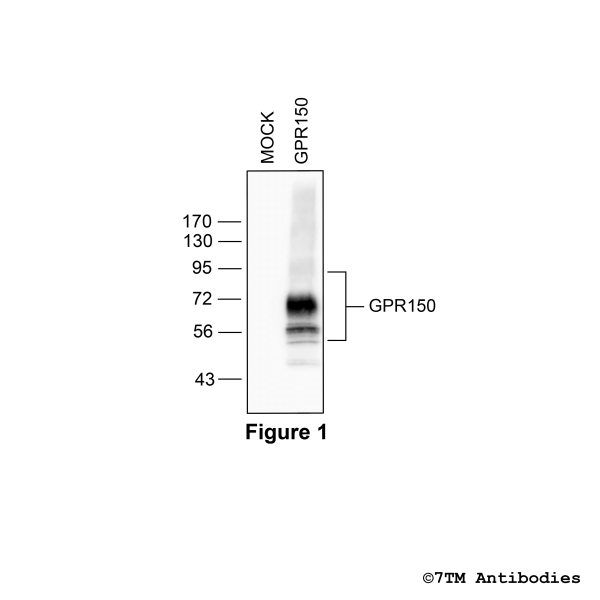 Validation of the GPR150 Receptor in transfected HEK293 cells.