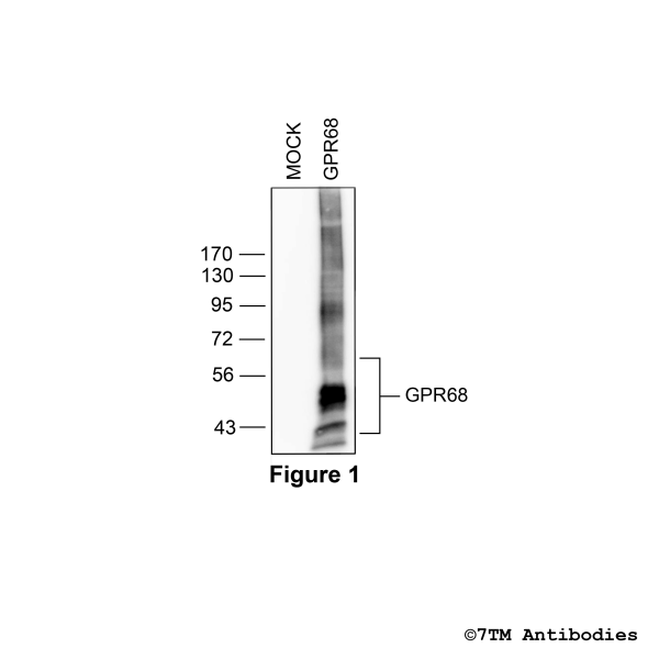 GPR68 (non-phospho), G protein-coupled Receptor 68 Antibody