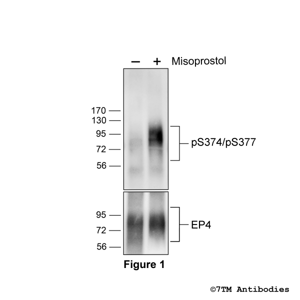 Agonist-induced Serine374/Serine377 phosphorylation of the EP4 Prostanoid Receptor