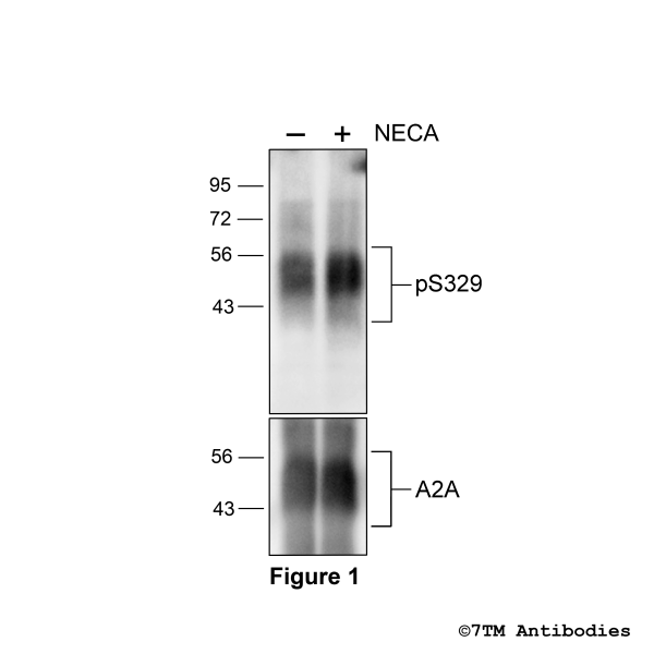 Agonist-induced Serine329 phosphorylation of the A2A Adenosine Receptor