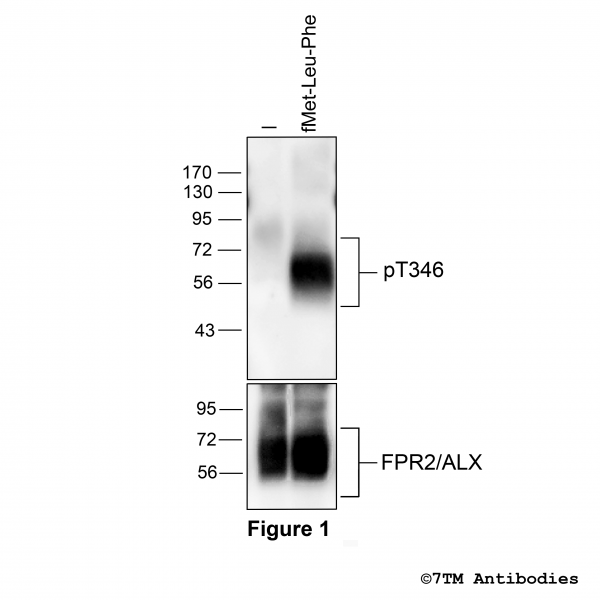 Agonist-induced Threonine346 phosphorylation of FPR2 Receptor