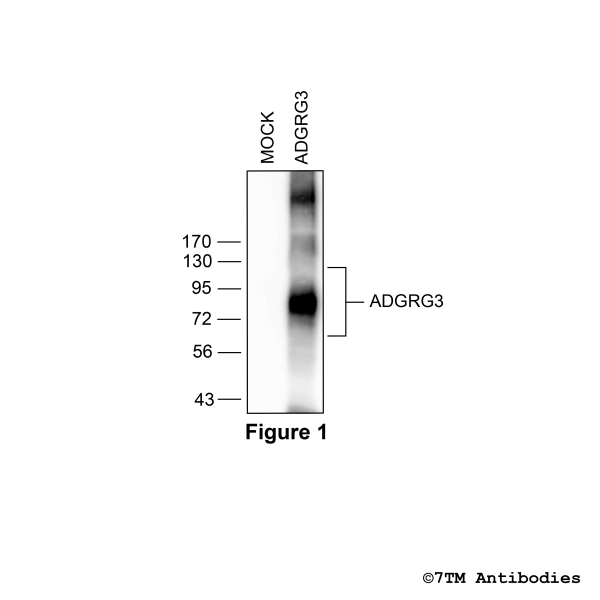 GPR97/ADGRG3 (non-phospho), G protein-coupled Receptor 97/ADGRG3 Antibody