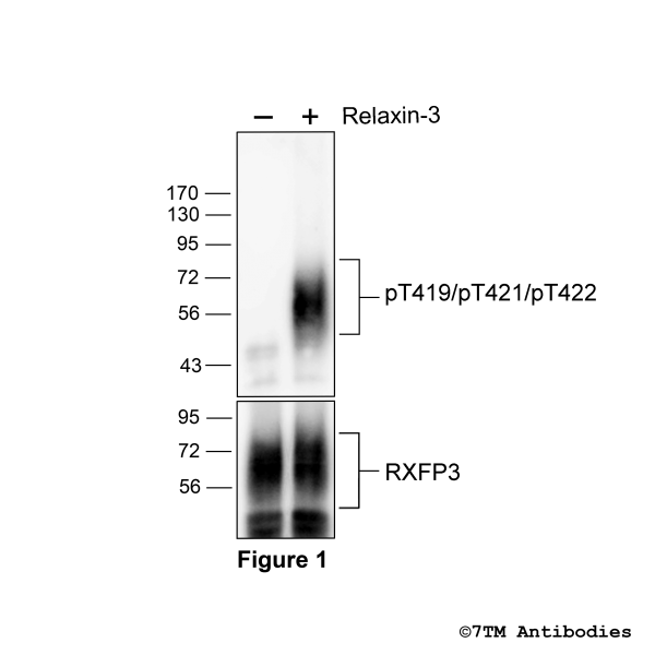 pT419/pT421/pT422-RXFP3 (phospho-Relaxin Receptor 3 Antibody)