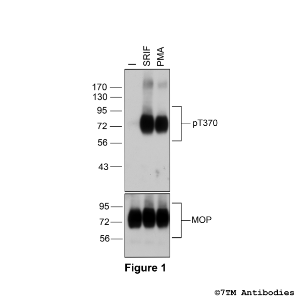 Agonist-induced Threonine370 phosphorylation of the µ-opioid receptor