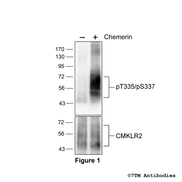 Agonist-induced Threonine335/Serine337 phosphorylation of Chemerin Receptor 2