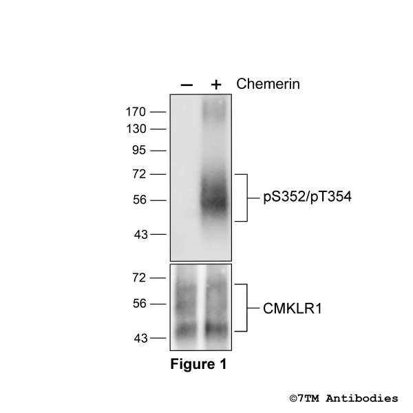 Agonist-induced Serine352/Threonine354 phosphorylation of Chemerin Receptor 1