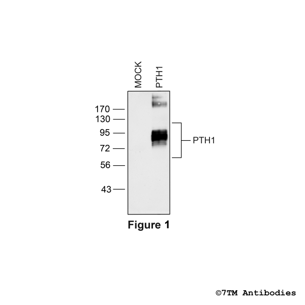 Validation of the Parathyroid Hormone Receptor 1 in transfected HEK293 cells