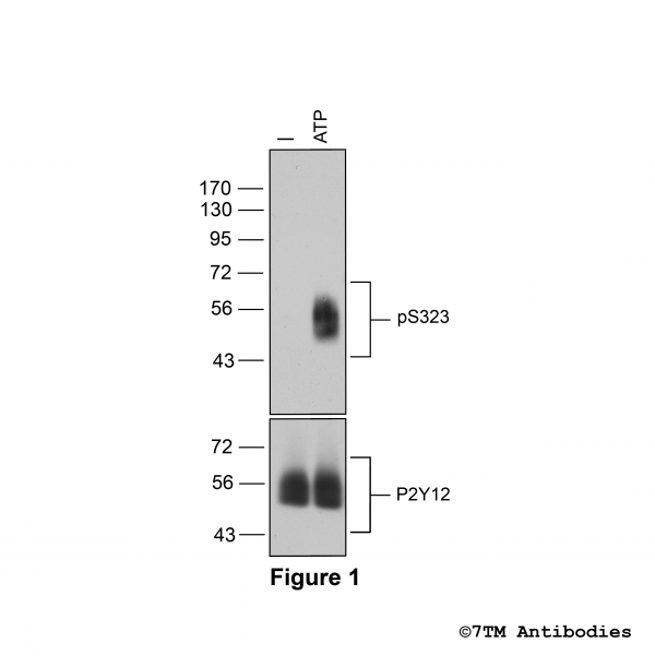 Agonist-induced Serine323 phosphorylation of the P2Y Receptor 12.