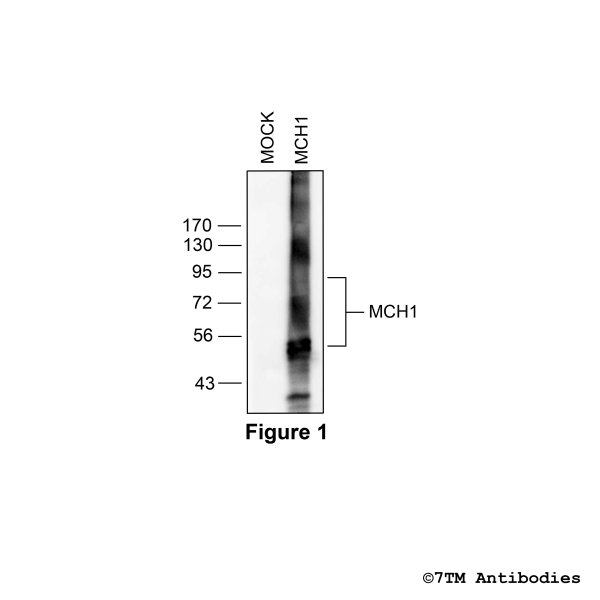 Validation of the Melanin-Concentrating Hormone Receptor 1 in transfected HEK293 cells.