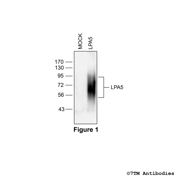 LPA5 (non-phospho), Lysophosphatidic Acid Receptor 5 Antibody