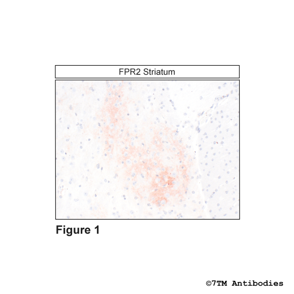 FPR2 (IHC-grade), Formylpeptide Receptor 2 Antibody