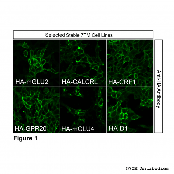  Immuncytochemical verification of HA-tagged receptors in stable HEK293 cell lines.
