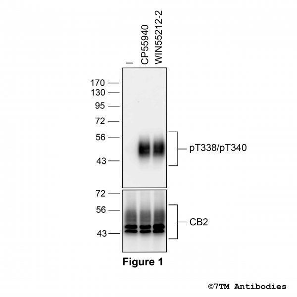 Agonist-induced Threonine338/Threonine340 phosphorylation of the Cannabinoid Receptor 2