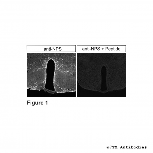 Immunohistochemical control of anti-NPS (Neuropeptide S) antibody in mouse coronal sections