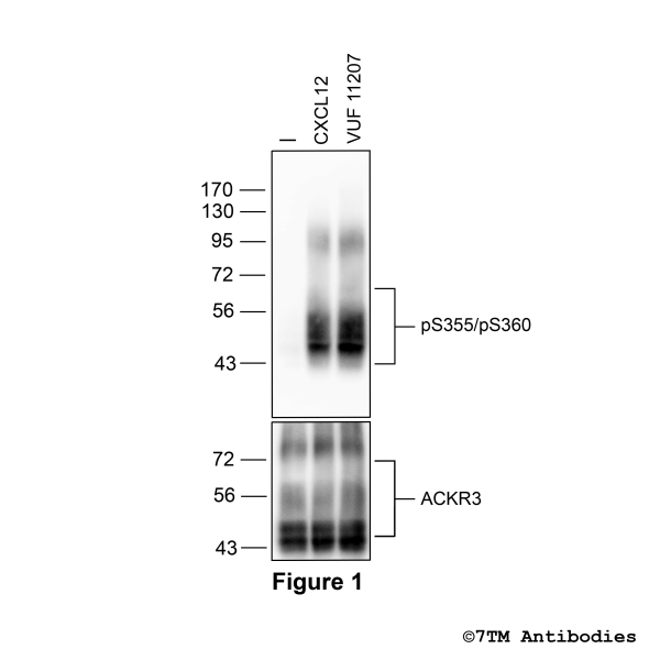 Agonist-induced Serine355/Serine360 phosphorylation of the Atypical Chemokine Receptor 3/CXC Chemokine Receptor 7