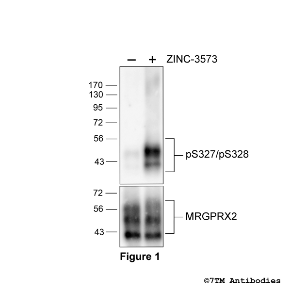 Agonist-induced Serine327/Serine328 phosphorylation of the MRGPRX2 Mas-related Receptor