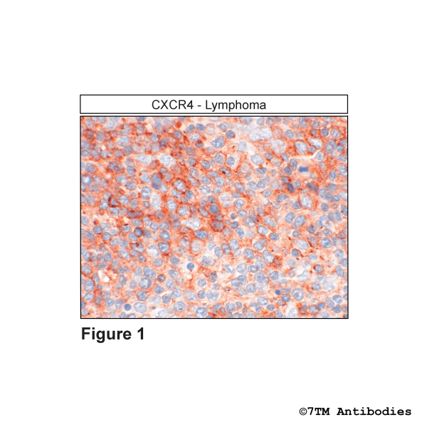 CXCR4 (IHC-grade), CXC Chemokine Receptor 4 Antibody