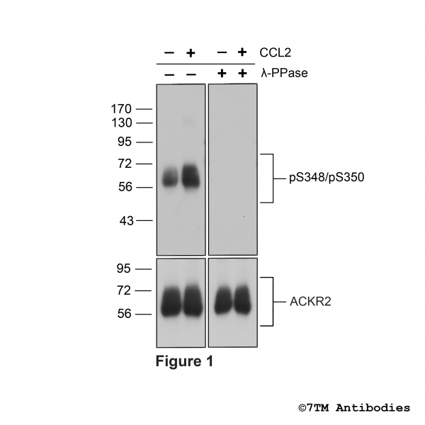 pS348/pS350-ACKR2 (phospho-Atypical Chemokine Receptor 2 Antibody)