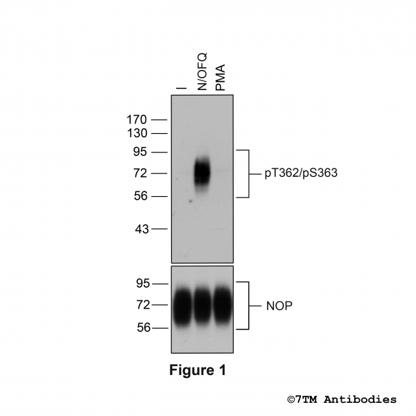 Agonist-induced Threonine362/Serine363 phosphorylation of the Nociceptin/Orphanin FQ Receptor.