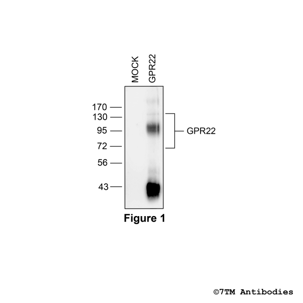 Validation of the GPR22 Receptor in transfected HEK293 cells